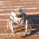 Salticidae